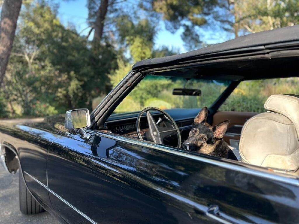 A dog sitting in the driver's seat of a black car, looking out the window.