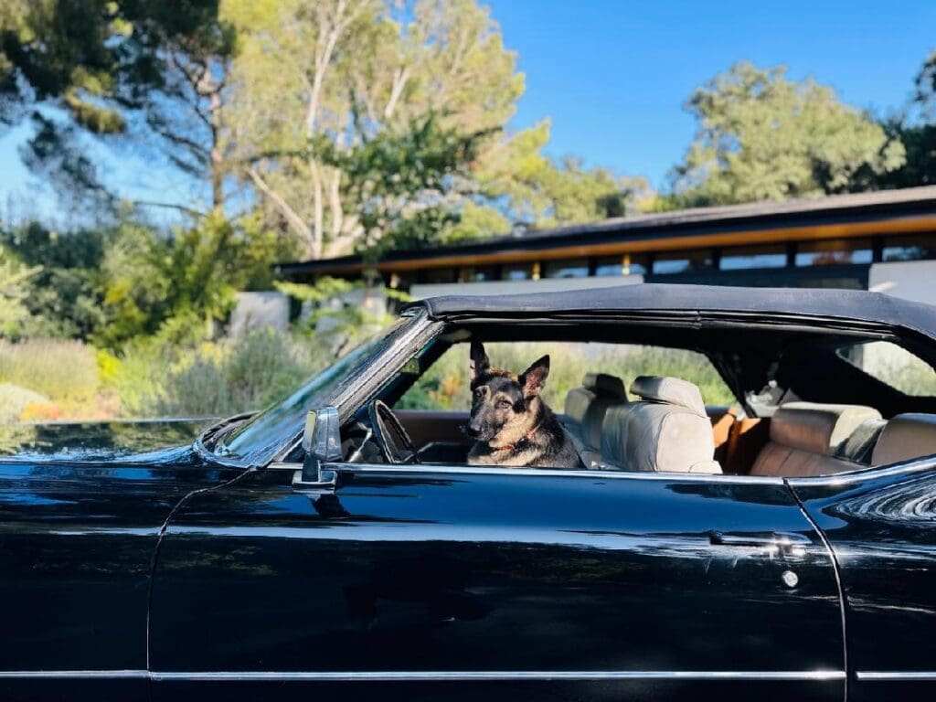 Dog sitting inside a black convertible car on a sunny day.